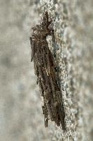 dsc_169282.jpg