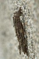 dsc_169283.jpg