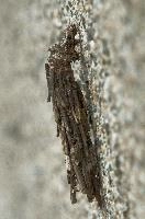 dsc_169284.jpg