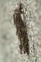 dsc_169285.jpg