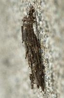 dsc_169286.jpg