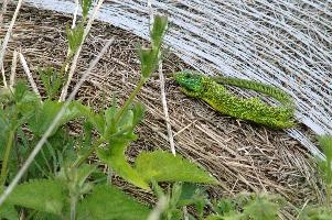 dsc_169306.jpg