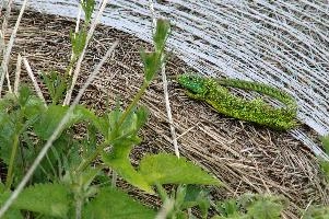 dsc_169307.jpg