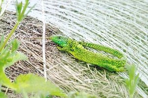 Lacerta viridis; green lizard male sunning on hay bale in Dego, Liguria, ligure, blue throat, italia, colour, viridis, bright, lizard, scales, green, vertebrate, lacerta, wildlife, long, della, wild, fast, pian, animal, sunning, liguria, reptile, basking, italy, canepa, male
