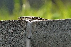 dsc_169317.jpg