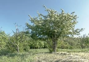 Blossoming Thorn tree in Liguria, europe, italy, liguria, pian della canepa, meadow, bush, thorn, blossom, tree, spring, flowering, white