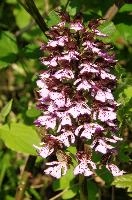 dsc_170130.jpg