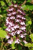 dsc_170133.jpg