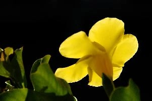 Backlit Flower, ligure, italia, italy, liguria