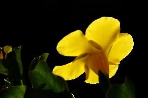 Backlight, ligure, italia, italy, liguria