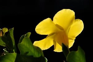 Backlit Flower, ligure, italia, italy, liguria