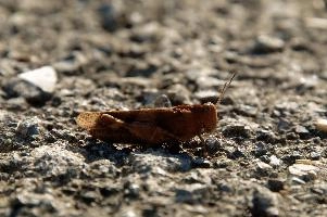 dsc_190724.jpg