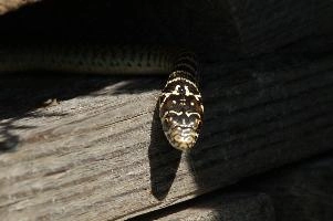 Coluber viridiflavus snake in Liguria, null