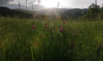 Evening meadow in Pian della Canepa, Liguria, null