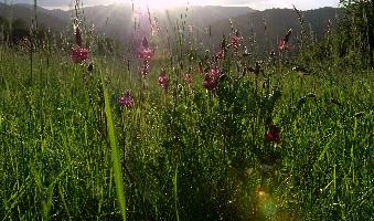 Evening meadow in Pian della Canepa, Liguria, null
