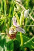 Bee orchid in Liguria, null