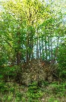 Ancient coppice at Pian della Canepa, Liguria, null
