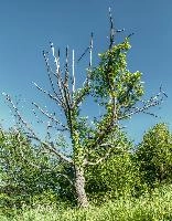 Dead oak at Pian della Canepa in Liguria, null