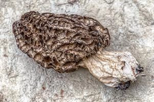 mantiuk_170666.jpg
