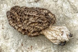 mantiuk_170669.jpg