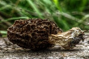 mantiuk_170684.jpg