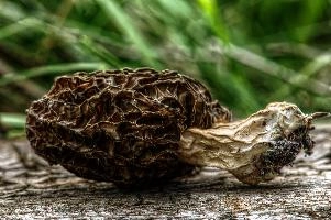 mantiuk_170690.jpg