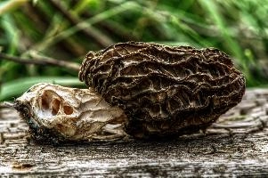 mantiuk_170705.jpg