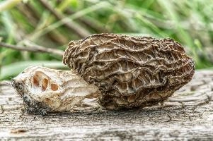 mantiuk_170708.jpg