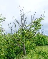 Dead oak at Pian della Canepa in Liguria, null