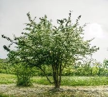 mantiuk_170917-mantiuk_170922.jpg