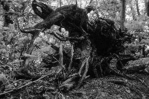 mantiuk_2519bw.jpg