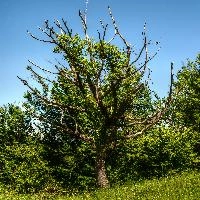 Dead oak at Pian della Canepa in Liguria, null
