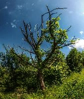 Dead oak at Pian della Canepa in Liguria, null