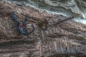 Crucified scorpion at Pian della Canepa in Liguria, liguria, plastic, stone, nailed, warning, cairo, poisonous, crucified, fake, italy, black, model, montenotte, impaled, scorpion, toy, decoration, barn, dor, pierced, wall, dead, dego, italian, exterior, outdoors