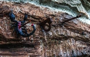 Crucified scorpion at Pian della Canepa in Liguria, liguria
