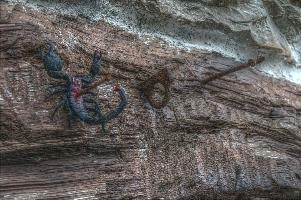 Crucified scorpion at Pian della Canepa in Liguria, liguria, plastic, stone, nailed, warning, cairo, poisonous, crucified, fake, italy, black, model, montenotte, impaled, scorpion, toy, decoration, barn, dor, pierced, wall, dead, dego, italian, exterior, outdoors