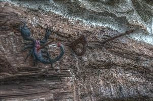 Crucified scorpion at Pian della Canepa in Liguria, liguria, plastic, stone, nailed, warning, cairo, poisonous, crucified, fake, italy, black, model, montenotte, impaled, scorpion, toy, decoration, barn, dor, pierced, wall, dead, dego, italian, exterior, outdoors