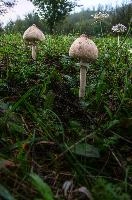 mantiuk_8007ht.jpg