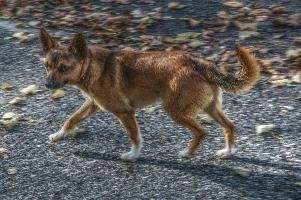 Dog in Kriti, liguria