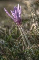 Autumn crocus (Colchicum sp.) in Liguria, null