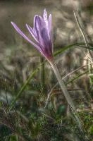 Autumn crocus (Colchicum sp.) in Liguria, null