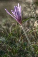 Autumn crocus (Colchicum sp.) in Liguria, null