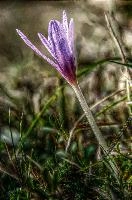 Colchicum autumnale; Autumn crocus in a meadow in Liguria, pink, botany, mauve, flora, flower, wildlfower, crocus, wild, autumn, delicate, autumnale, bulb, colchicum, flowering, liguria, grass, italy, field, dego, meadow,  autumn crocus in a meadow in liguria