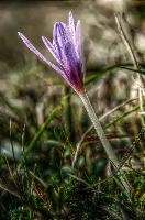 Autumn crocus (Colchicum sp.) in Liguria, null