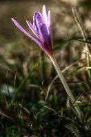 Colchicum autumnale; Autumn crocus in a meadow in Liguria, pink, botany, mauve, flora, flower, wildlfower, crocus, wild, autumn, delicate, autumnale, bulb, colchicum, flowering, liguria, grass, italy, field, dego, meadow,  autumn crocus in a meadow in liguria
