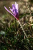 Colchicum autumnale; Autumn crocus in a meadow in Liguria, pink, botany, mauve, flora, flower, wildlfower, crocus, wild, autumn, delicate, autumnale, bulb, colchicum, flowering, liguria, grass, italy, field, dego, meadow,  autumn crocus in a meadow in liguria