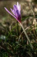 Colchicum autumnale; Autumn crocus in a meadow in Liguria, pink, botany, mauve, flora, flower, wildlfower, crocus, wild, autumn, delicate, autumnale, bulb, colchicum, flowering, liguria, grass, italy, field, dego, meadow,  autumn crocus in a meadow in liguria