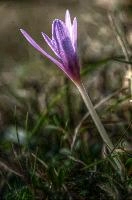Colchicum autumnale; Autumn crocus in a meadow in Liguria, pink, botany, mauve, flora, flower, wildlfower, crocus, wild, autumn, delicate, autumnale, bulb, colchicum, flowering, liguria, grass, italy, field, dego, meadow,  autumn crocus in a meadow in liguria