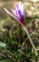 Autumn crocus (Colchicum sp.) in Liguria, null