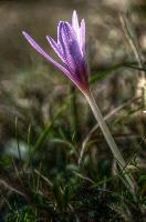 Colchicum autumnale; Autumn crocus in a meadow in Liguria, meadow, field, wildlfower, flower, flora, crocus, botany, autumn, delicate, autumnale, grass, colchicum, bulb, liguria, flowering, italy, mauve, dego, pink,  autumn crocus in a meadow in liguria